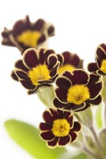 Primula elatior gold gebraucht kaufen  Westerstede