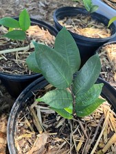 Brosimum rubescens bloodwood for sale  West Palm Beach