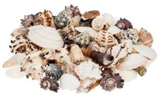 Nadeco muschelmix large gebraucht kaufen  Munster