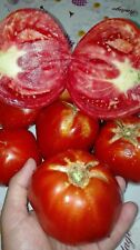 Pomodoro montserrat grande usato  Tivoli