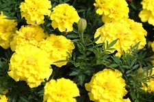 Tagetes gelb 100 gebraucht kaufen  Warthausen
