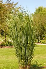 Panicum virgatum northwind gebraucht kaufen  Goch