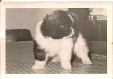 Adorable little shih for sale  Thomasville