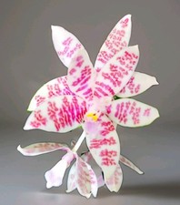 Phalaenopsis hieroglyphica var for sale  LONDON
