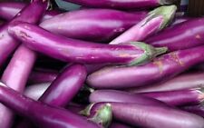 Hybrid purple aubergine for sale  LONDON