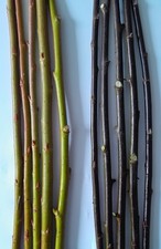 Willow cuttings unrooted. for sale  TRURO