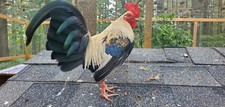 Silver duckwing old for sale  Marion