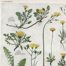 Crepis 358 plant d'occasion  Expédié en Belgium