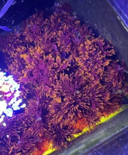 Inch home grown for sale  Lynnwood