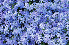 Phlox divaricata clouds for sale Phlox divaricata clouds for sale  PRESTON