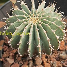 Geohintonia mexicana rarecactu usato  Spedire a Italy