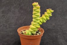 Crassula marnieriana succulent for sale  CHERTSEY