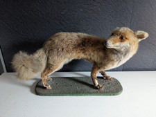 Taxidermy fox for sale  LANARK