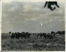 1993 press photo for sale  Memphis