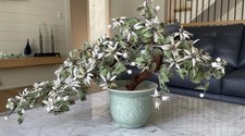 Chinese bonsai flower for sale  Northbrook