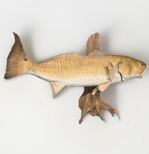 Inch red drum for sale  Naples