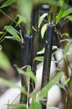 Phyllostachys nigra schwarzer gebraucht kaufen  Westerstede