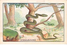 Chromos - COR11744 - La Colubrina - 7x10cm Circa. comprar usado  Enviando para Brazil