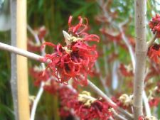 Hamamelis diane 60cm gebraucht kaufen  Dillingen a.d.Donau