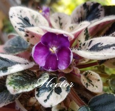 miniature african violets for sale  Southmont