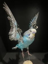 Taxidermy budgie real for sale  PORTHCAWL