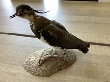 Taxidermie oiseaux vanneau d'occasion  Masevaux
