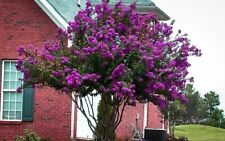 Catawba purple crape for sale  Pelzer