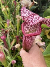 Sarracenia super juthaphil for sale  PAR