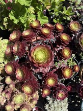 Rare succulent aeonium for sale  Brooklyn