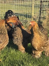 Gold partridge brahma for sale  WALTHAM ABBEY