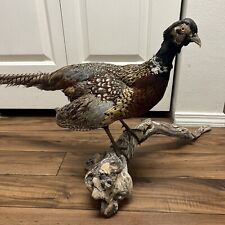 Pheasant ring neck for sale  Boise