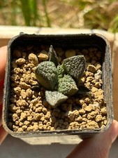 Ariocarpus suratus hybrid usato  Valdastico