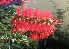 Zylinderputzer callistemon cit gebraucht kaufen  Kaiserslautern
