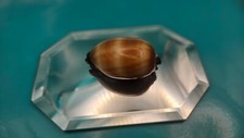 Golden ringtop cowrie for sale  USA