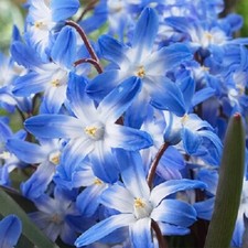 Glory snow perennial for sale  MELTON MOWBRAY