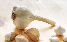 Semi aglione varietà usato  Cuneo