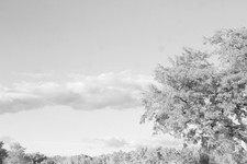 Infrared converted canon for sale  Palatine
