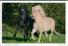norweger pferde gebraucht kaufen  Langen