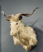 Taxidermy mount catalina for sale  Pompano Beach