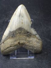 Dent mégalodon fossile d'occasion Dent mégalodon fossile d'occasion  Frejus