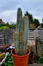 Pilosocereus pachycladus azure for sale  CLACTON-ON-SEA