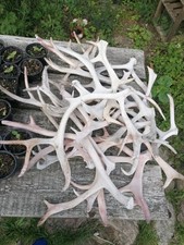 Ren horn abwurfstangen gebraucht kaufen  Westensee