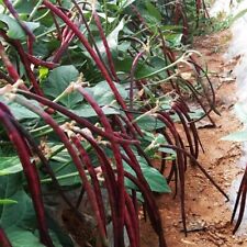 Seeds chinese red for sale  HULL