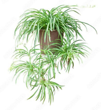 Spider plant babies for sale  SWADLINCOTE