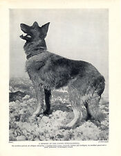 Belgian shepherd standing for sale  COLEFORD