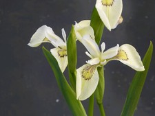 White flag iris for sale  TOTNES