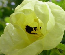 Samen gelber glocken gebraucht kaufen Samen gelber glocken gebraucht kaufen  Calw
