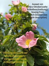 Hundsrose heckenrose hagebutte gebraucht kaufen  Langenfeld (Rheinland)