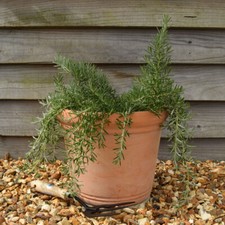 Rosemary blue rain for sale  LLANDYSUL