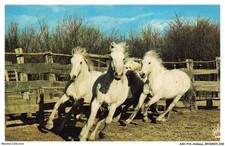 Ashp16 0999 animaux d'occasion  France